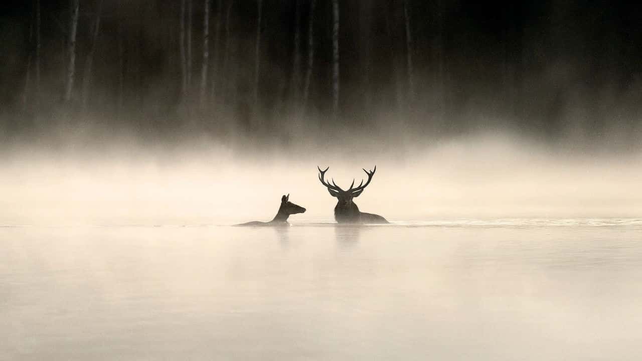 Whispers in the Woods backdrop