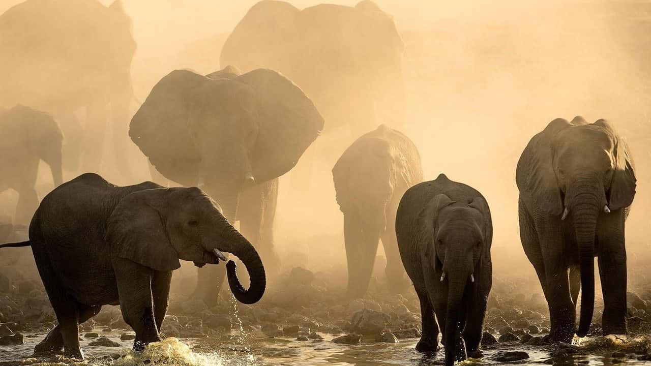 Life at the Waterhole backdrop
