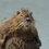 Walruse