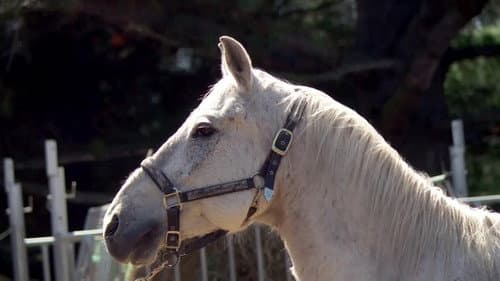 Neighs of Our Lives still