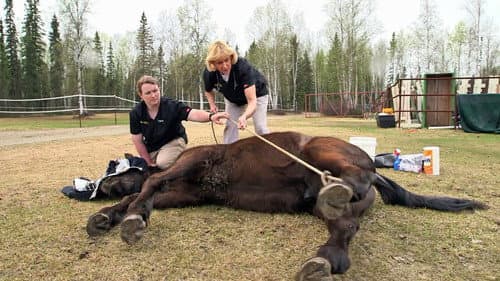 Raging Horse still