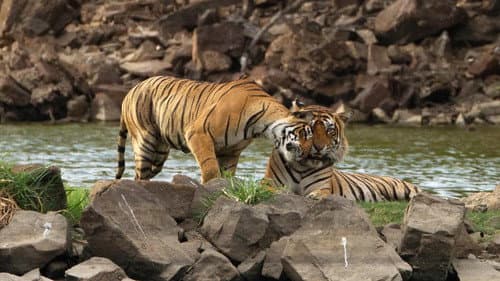 Rana: Queen of the Jungle still