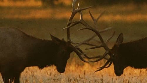 Antler Assault still
