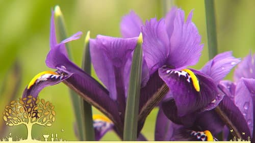 Gardeners’ World 2022 episode 1 still