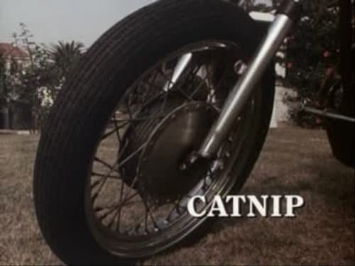 Catnip still
