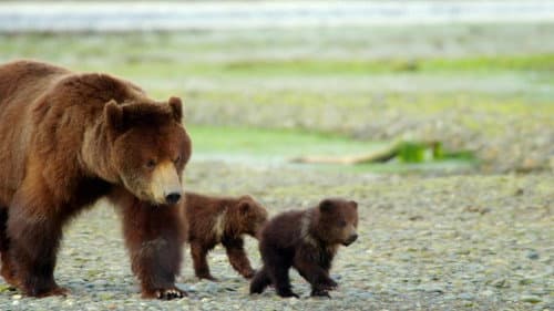 Grizzly Bear still