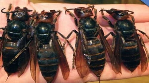 Livestock Mutilation & Curse of the Ice Mummy still