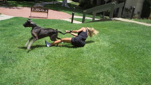 Not So Gentle Giant still