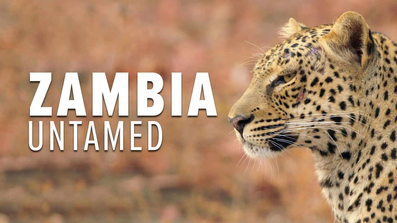 Zambia Untamed backdrop